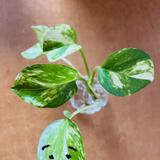 物書き家