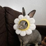 とこえもん