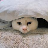 みやこう825