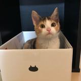 みけねこ手芸教室