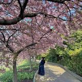 ykawashima29