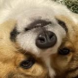 エンペラースグル