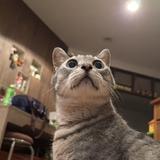 shizukk