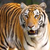 Tiger S