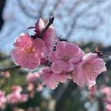Hazel_1