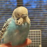 れちゃもに