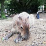 オツシン