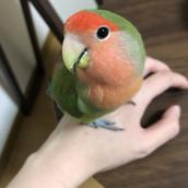藕鳳ぐうほう