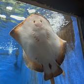 ぴのん☆