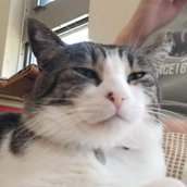 たけたろす