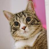 ねここちゃん