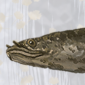 応魚ougyo