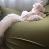 haku_cat04