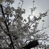 Mnbt ozaki