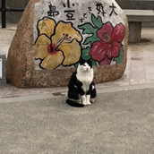 タエの恩返し