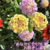 ミヤさんcop