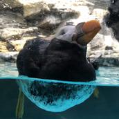 たろち・エンジニア