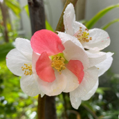 ショコラ建築設計