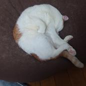 ちえぞ〜