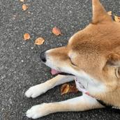 あおひろば
