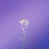 purple magic