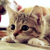 ねこトラ