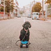 なおヤン