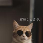 カルピスコーラ