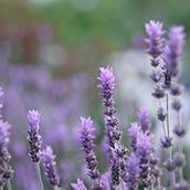 lavendur