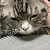 ただの猫ではないよ