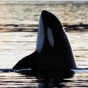 Orcinus orca