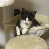 ボトルキャップ工廠