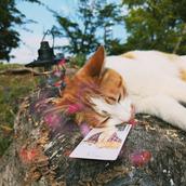 にゃんこ猫占い師星灯紗空・ぐるあめ