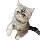 電脳工房ネコル