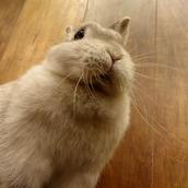 ★★★Java犬★★★