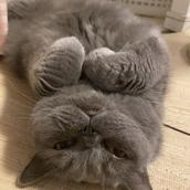 くろさわ　さやか