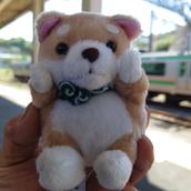 kokokazu