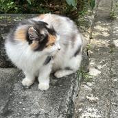 秋川めぐみ
