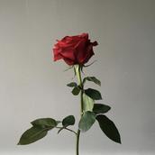 rose230928