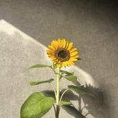 ゆうひWebデザイン