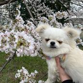 Hanami0507