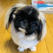 豆腐屋生まれ