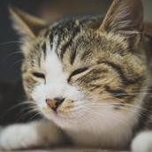 cat_k
