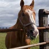 競馬AI楽しいよ