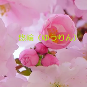 スターシードゆうりん