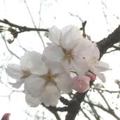 noritake