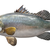 tyaiuni