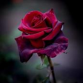 LA BIAN ROSES
