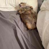 なんでも電話代行サービス◎