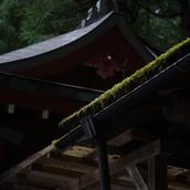 リアル雑草